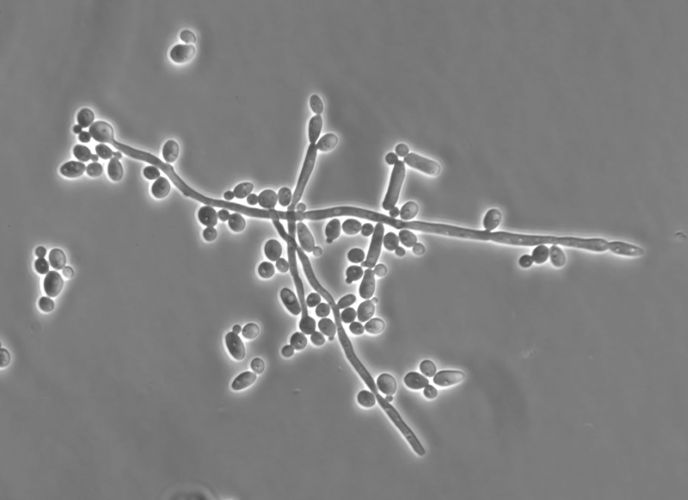 Candida