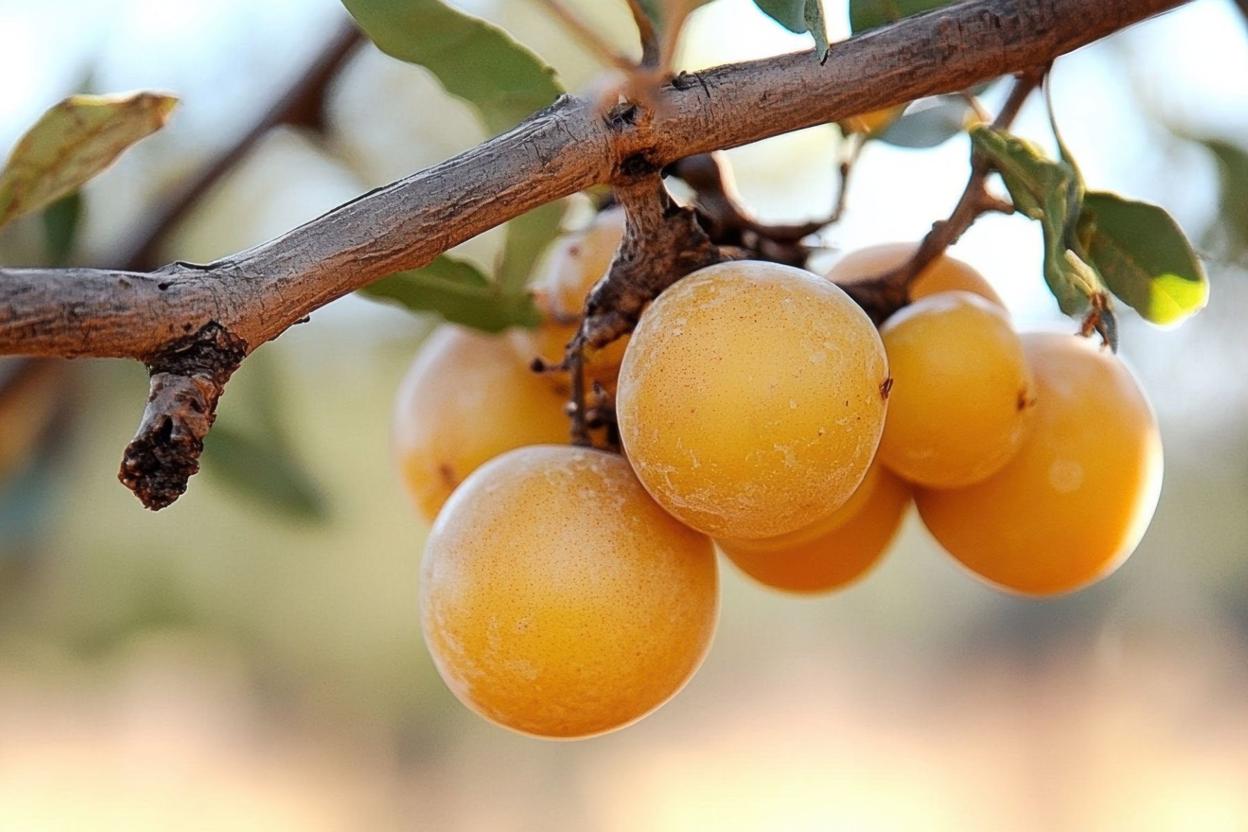 A bunch of Marula fruit hanging from a tree branch