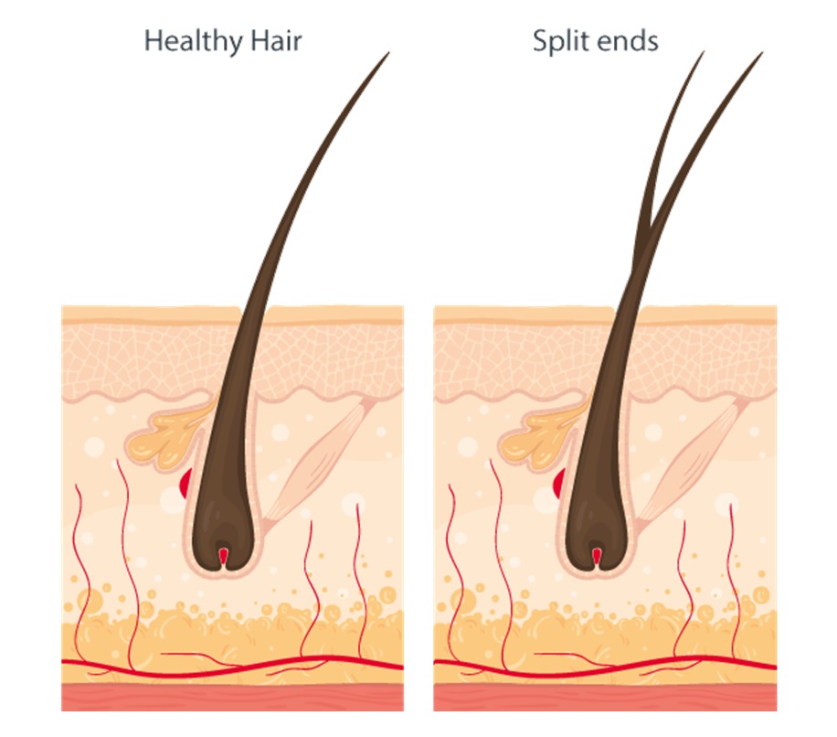 Healthy hair vs split ends