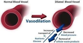 How vasodilation works