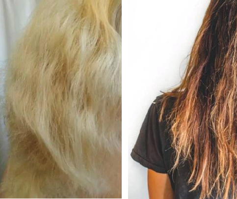 dry and frizzy hair