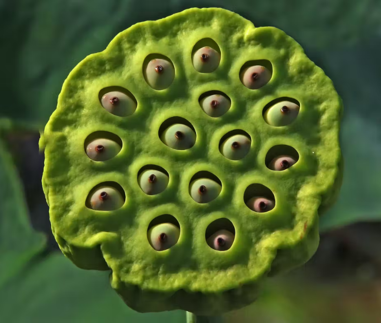 Trypophobia test image 3