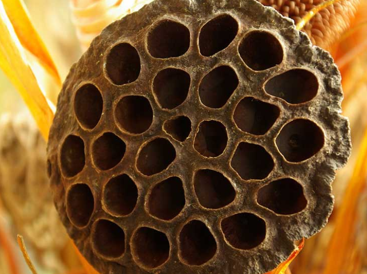 Trypophobia test image 1