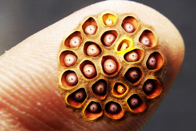 Trypophobia test image 2